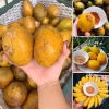 Trái cóc chín, chua ngọt thơm ngon